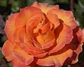 Realistic Orange Rose, unknow artist